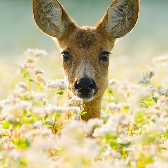 Meet your Posher, D - Picture 1 of 1